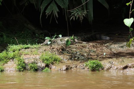 Cocodrilo en las aguas del Parque Nacional Tortuguero, ubicado en la costa caribea, Costa Rica