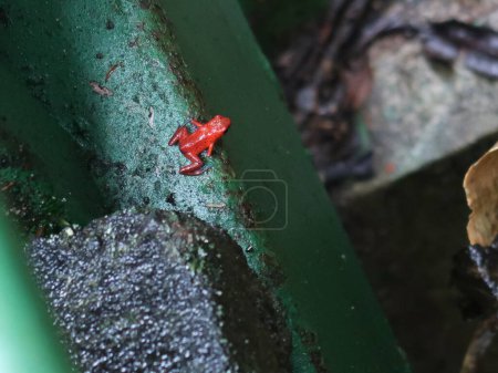 Foto de La rana venenosa de fresa (Oophaga pumilio), es una especie que vive en los bosques de Costa Rica. - Imagen libre de derechos