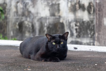 Foto de Gato negro agachado en el suelo - Imagen libre de derechos