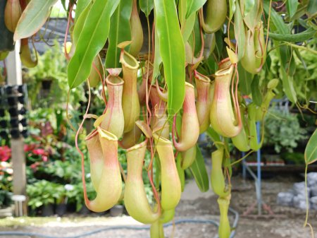 nepenthes in the garden, Tropical pitcher plants