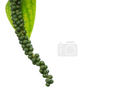Black pepper isolate, on white background, removed background 