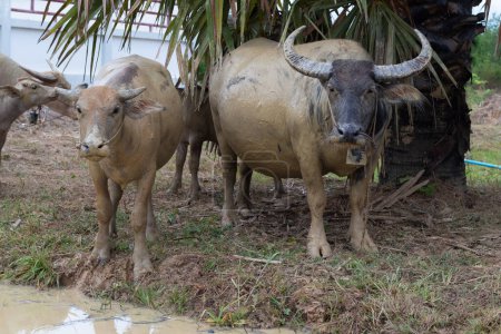 Buffaloes are standing in the canal, white buffalo, Thailand, Asia, countryside