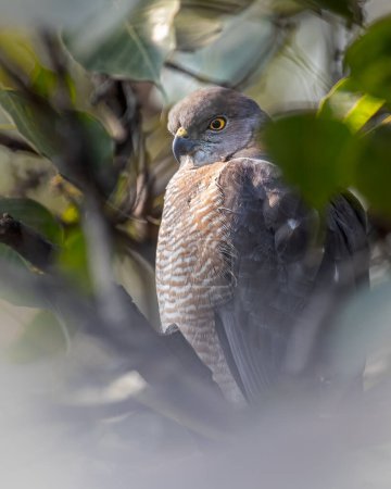 Photo for A Shikra hidden in the leafs of a tree - Royalty Free Image
