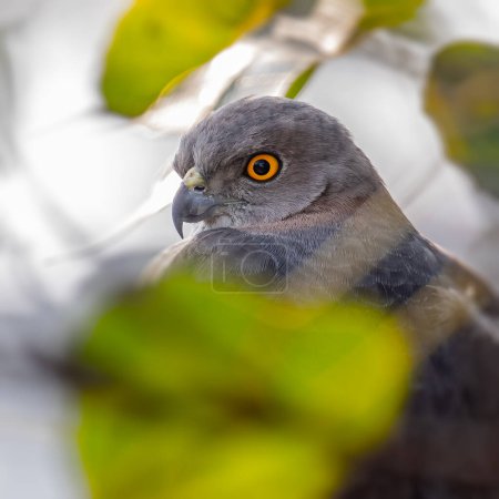 Photo for A Shikra hidden in leafs with hunter yellow eyes - Royalty Free Image