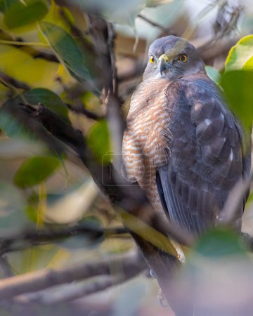 Photo for A Shikra hidden in leafs looking into Camera - Royalty Free Image
