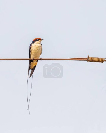Foto de Una golondrina de cola de alambre apoyada en un alambre - Imagen libre de derechos