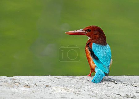 Photo for A White Throated Kingfisher in search of food on a lake - Royalty Free Image