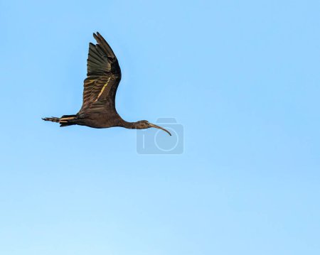 Foto de Un Ibis sedoso en vuelo en el cielo azul - Imagen libre de derechos