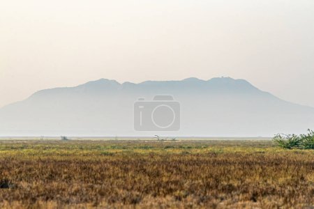Photo for A morning in rann of Kutch a desert - Royalty Free Image