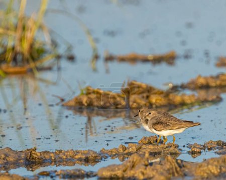 Photo for A pair of Stint near a wetland - Royalty Free Image