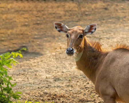 Photo for A neelgai looking back to the camera - Royalty Free Image