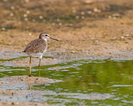 Photo for A sand piper mud land for food - Royalty Free Image