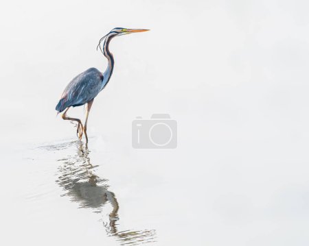 Photo for A purple Heron in wet land - Royalty Free Image