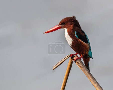 Photo for A White throated Kingfisher sitting on a grass - Royalty Free Image