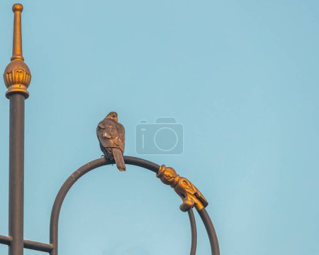 Photo for A Shikra sitting on a pole and looking back at 180 degree - Royalty Free Image