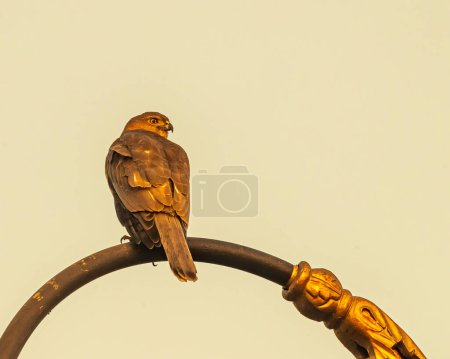 Photo for A Shikra resting on a pole early in the morning - Royalty Free Image