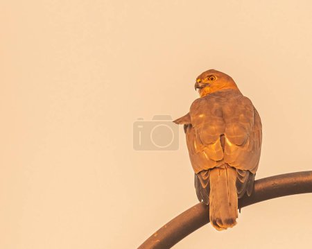 Photo for A Shikra on a pole looking back early morning - Royalty Free Image