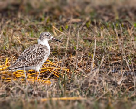 Photo for A Ruff resting in a wet land - Royalty Free Image