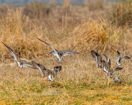 Photo for A Flock of ruffs landing on a wet land - Royalty Free Image