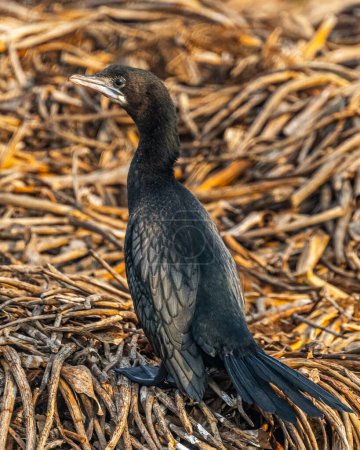 Photo for A Cormorant resting on a dry grass - Royalty Free Image