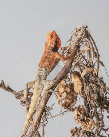Foto de Un camaleón en un árbol seco - Imagen libre de derechos