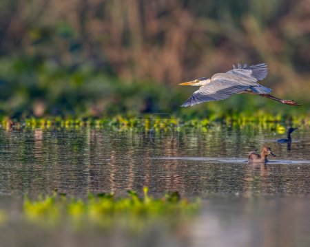 Photo for A Grey Heron in flight over a lake - Royalty Free Image