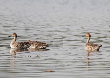 Photo for Eurasian Teals swimming in a lake - Royalty Free Image