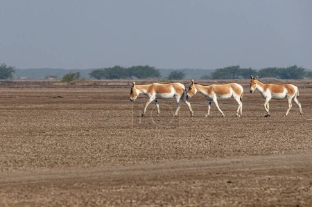 Photo for Three Wild Ass walking in Little Rann of Kutch - Royalty Free Image
