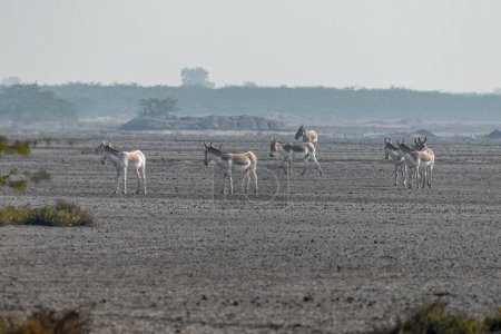 Photo for A flock of Wild Ass in desert of Rann of Kutch - Royalty Free Image