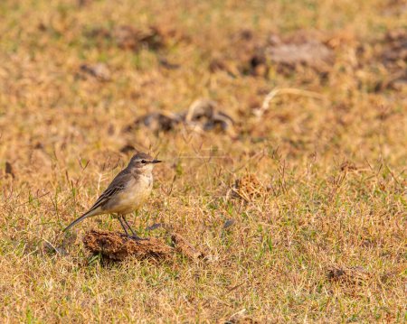 Photo for Portrait of a Yellow wagtail on a cow dung - Royalty Free Image