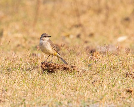 Photo for A yellow wagtail sitting on a cow dung - Royalty Free Image
