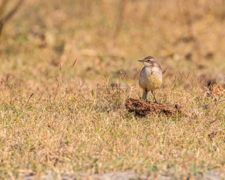 Photo for A yellow Wagtail resting on a cow dung - Royalty Free Image