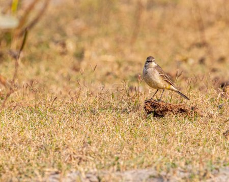 Photo for A Yellow Wagtail looking into the camera - Royalty Free Image