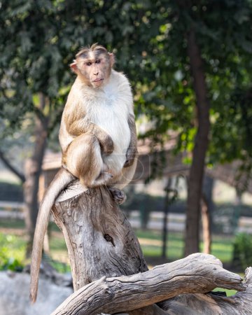 Photo for A monkey sitting on a wooden log - Royalty Free Image