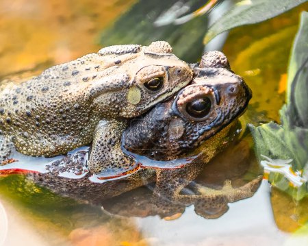 Photo for True Love - a breeding pair of frogs - Royalty Free Image