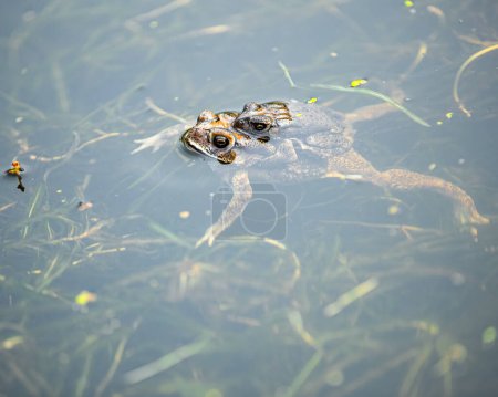 Photo for In a lake breeding frogs - Royalty Free Image