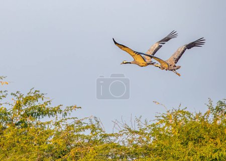 Photo for A pair of Common Cranes in flight - Royalty Free Image