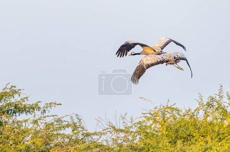Photo for A couple of Common crane flying over a forest - Royalty Free Image
