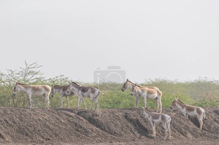 Photo for Wild Asses in desert resting - Royalty Free Image
