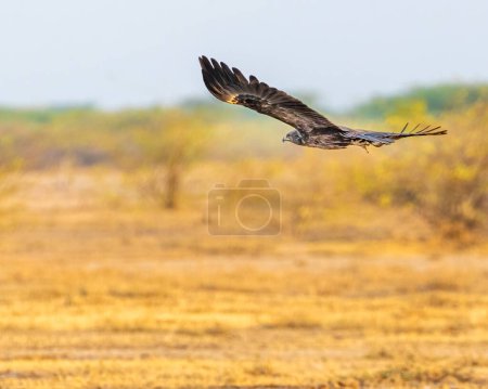 A Steppe eagle in flying mode with horizontal wings
