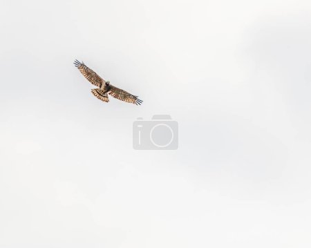 Photo for A Crested Honey Buzzard in air - Royalty Free Image