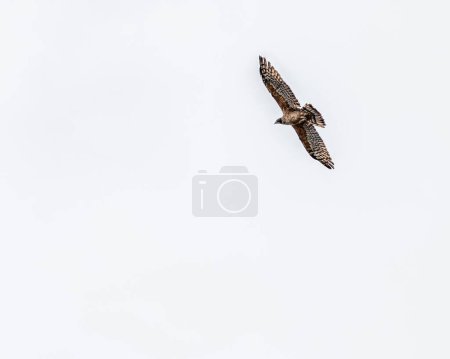 Photo for A Crested Honey Buzzard flying in the sky and enjoying flight - Royalty Free Image
