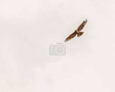 Photo for A Crested Honey Buzzard flying in sky - Royalty Free Image
