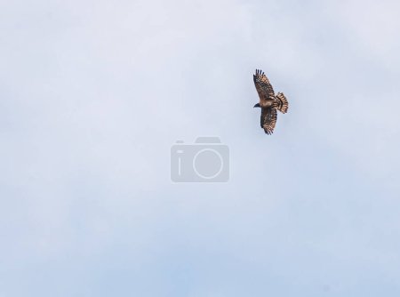 Photo for A Crested Honey Buzzard flying in blue sky - Royalty Free Image