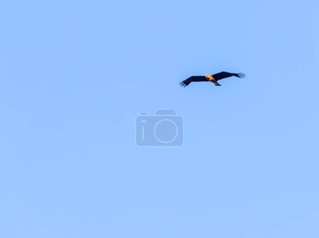 Photo for An Eagle looking down while flying - Royalty Free Image