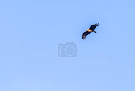 Photo for An eagle in flight over a forest - Royalty Free Image