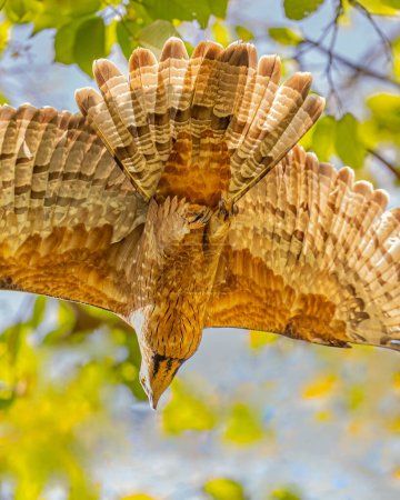 Photo for Tail Fan of a Honey Buzzard - Royalty Free Image
