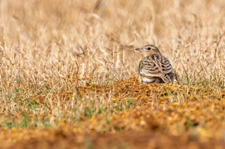 Photo for A Skylark sitting on ground and looking back - Royalty Free Image