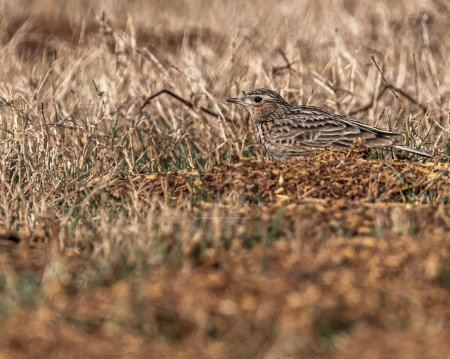 Photo for A Skylark hidden in dry grass - Royalty Free Image