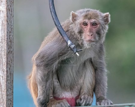 Photo for A Monkey with electrical wire - Royalty Free Image